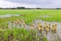 Round of seedings rice in farm Royalty Free Stock Photo