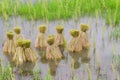 Round of seedings rice in farm Royalty Free Stock Photo