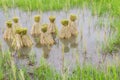 Round of seedings rice in farm Royalty Free Stock Photo