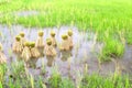 Round of seedings rice in farm Royalty Free Stock Photo