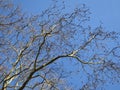 Round seeds hanging on the branches of a plane tree against the blue sky Royalty Free Stock Photo