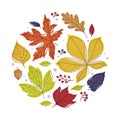 Round Shape with Bright Autumn Foliage of Different Leaf Color Vector Arrangement Royalty Free Stock Photo