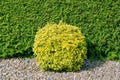 Round Shape Bush Royalty Free Stock Photo
