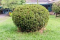 Round shape of green coniferous shrubs in garden