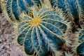 Round shaped cactus. Cactus decor