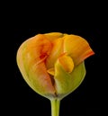 Round shaped rainbow color parrot tulip surrealistic fantasy macro