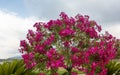 Round shaped top of pink standard oleander shrub.