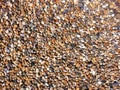 Round smooth pebbles on beach Royalty Free Stock Photo