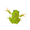 The round-snout pygmy frog on white Royalty Free Stock Photo