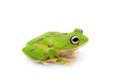 The round-snout pygmy frog on white Royalty Free Stock Photo