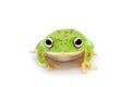 The round-snout pygmy frog on white Royalty Free Stock Photo