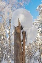 The round snow on the dead wood Royalty Free Stock Photo