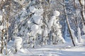 The round snow on the trees Royalty Free Stock Photo