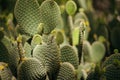 Round spiked green cactus plants from the Desert Botanical Garden in Phoenix, Arizona.