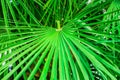 Round spiky palm leaf in tropical forest, green foliage background, summer, vacation, seaside, ocean