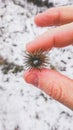 Round spiky plant in hand on a background of snow in winter close-up Royalty Free Stock Photo