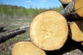 Round stacked sawed pine logs in a pile closeup Royalty Free Stock Photo