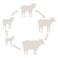Round Stages of cow growth set. Milk farm. Breeding cow. Beefs production. Cattle raising. Calf grow up animation circle