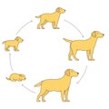 Round stages of dog growth set. From puppy to adult dog development. Animal mammals pets. Labrador retriever grow up circle
