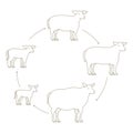 Round Stages of mutton growth set. Breeding ewe. Wool lamb production raising. Yeanling grow up animation circle progression.