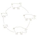 Round Stages of pig growth set. Pork production. Pig farm. Piglet grow up animation circle progression. Outline line contour