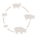 Round Stages of pig growth silhouette set. Pork production. Pig farm. Piglet grow up animation circle progression. Outline line
