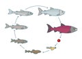 Round stages of salmon fish growth set. From parr to adult sockeye fish development. Grow up circle animation