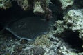 Round Stingray Royalty Free Stock Photo