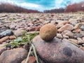 Round stone close-up. Nature. Against the background of a pile of river pebbles