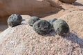 Round stones used to carve the Unfinished Obelisk, the heaviest obelisk ever cut in Ancient Egypt in the city of Aswan Royalty Free Stock Photo