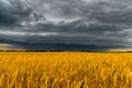 Round storm cloud over a wheat field. Russia Royalty Free Stock Photo