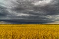 Round storm cloud over a wheat field. Russia Royalty Free Stock Photo