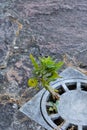 Round storm drain with the plant growing out of it