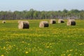 Round straw alpaca bales cut with green field in spring full of flowers Royalty Free Stock Photo