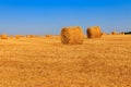 Round straw bales on field after the grain harvest