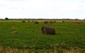 Round straw bales in harvested fields.