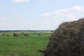 Hayfield. Round straw haystacks on a green field