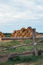 Round straw stacks. Haystacks lie in a high pile. Food for cattle, for horses