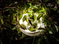 A round street lamp surrounded by leaves