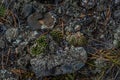 Round succulents grow among blue lichens in field by lake Baikal. Geometric cacti with swirling pattern. Siberia