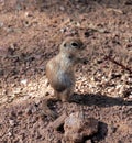 USA, Arizona: Round-tailed Ground Squirrel
