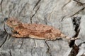 Round-tailed Horned Lizard (Phrynosoma modestum) Royalty Free Stock Photo