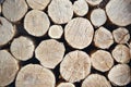 Round teak wood stump background
