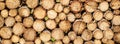 Round teak woods trees circle stumps cutted group. Deforestation. Tree stumps background. Pieces of teak wood stump