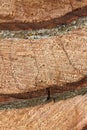 Round timber alder