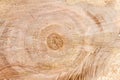 Round timber background