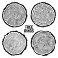 Round tree trunk cuts, sawn pine or oak slices, lumber. Saw cut timber, wood. Wooden texture with tree rings. Hand drawn Royalty Free Stock Photo