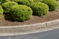 Round trimmed boxwood bushes with pine needle mulch, formed concrete curb and asphalt