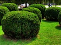 Round trimmed bushes in the park, green hedge