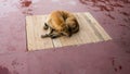 Round trip thailand july 2017 - Chiang Mai - dog in the Wat Phr Royalty Free Stock Photo